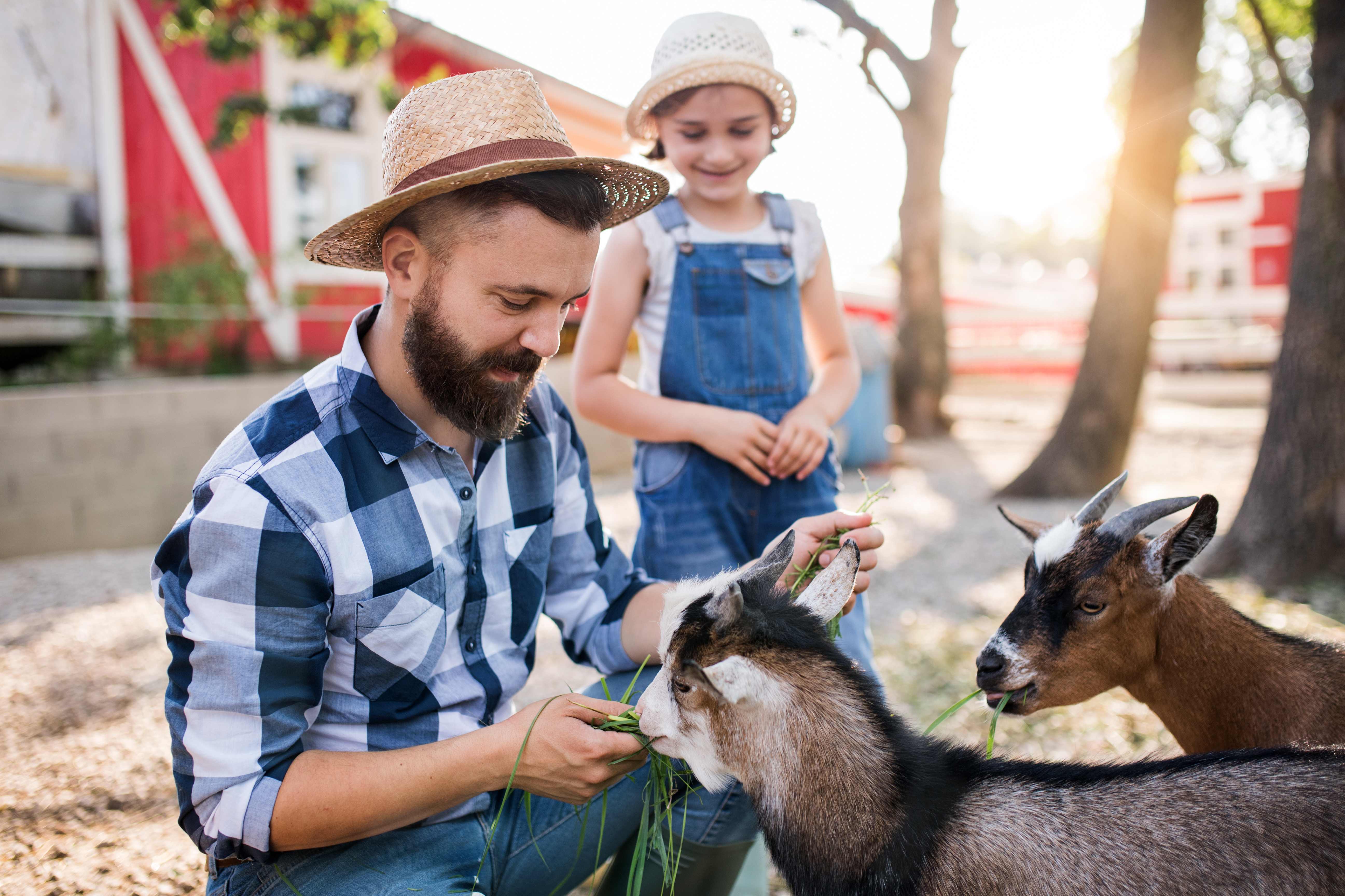 A happy family spends Father’s Day petting animals at a local farm.