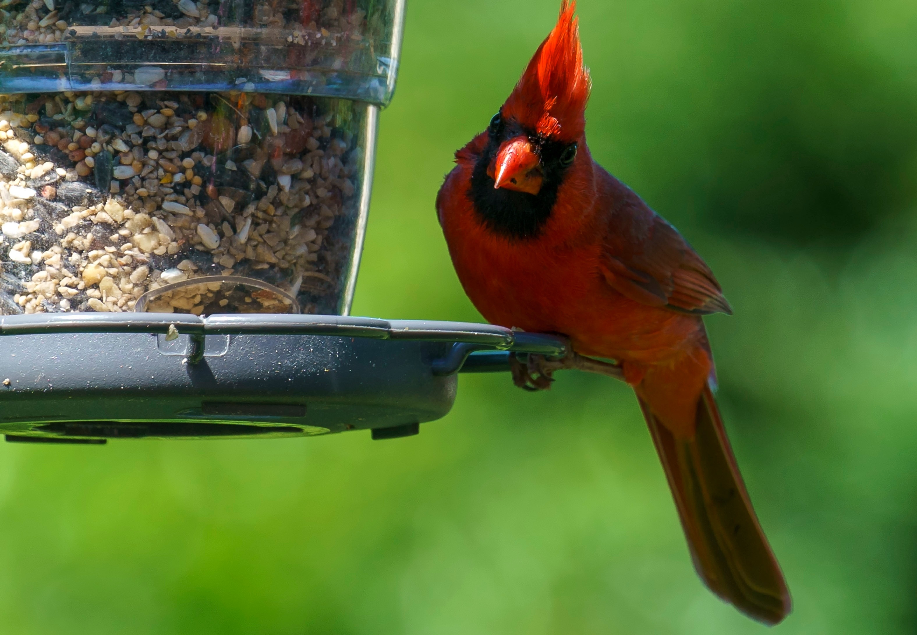 A bird feeder makes a great last-minute gift idea for wildlife lovers.