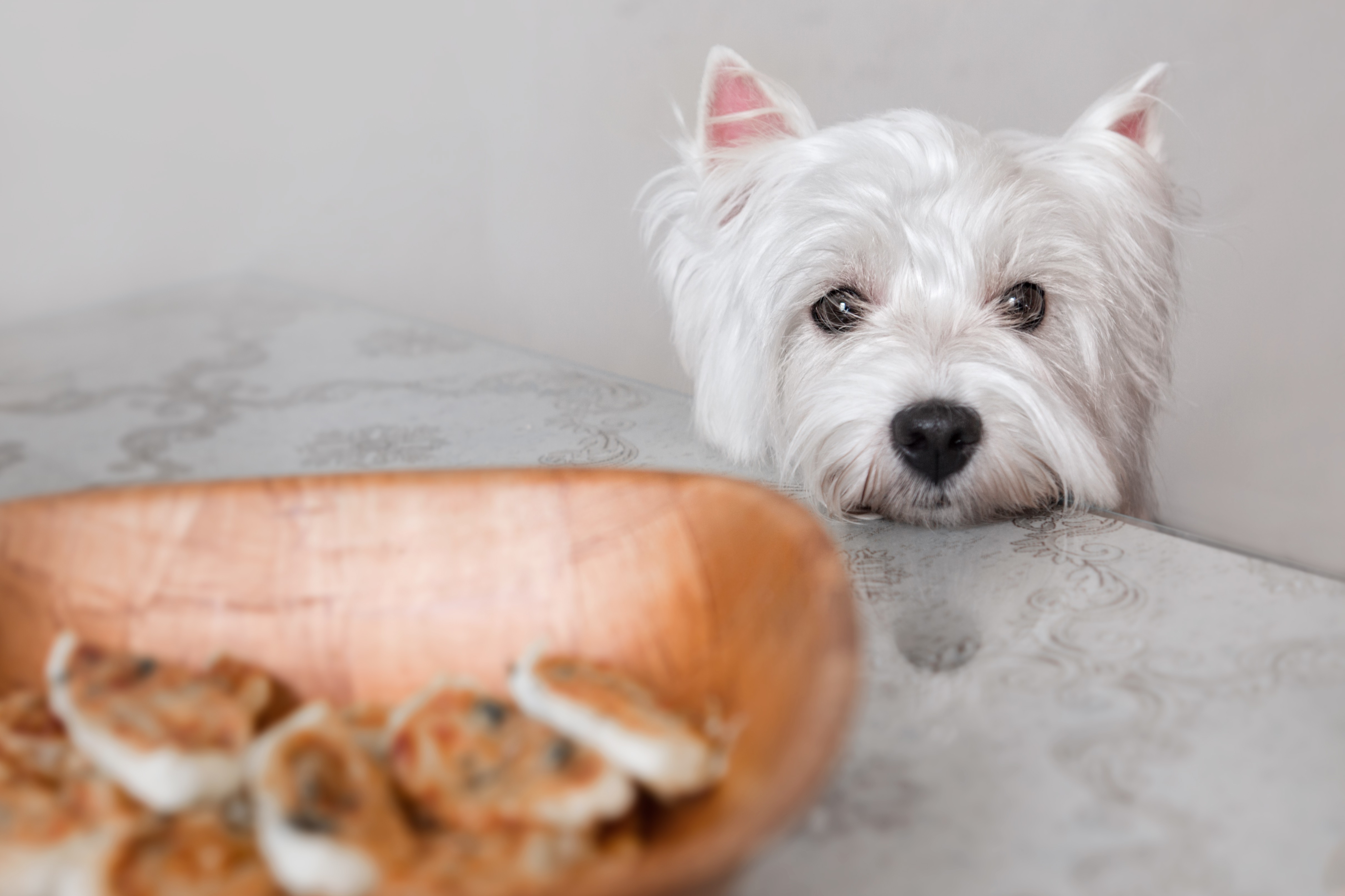 The family dog begs for food from the dinner table at Thanksgiving.