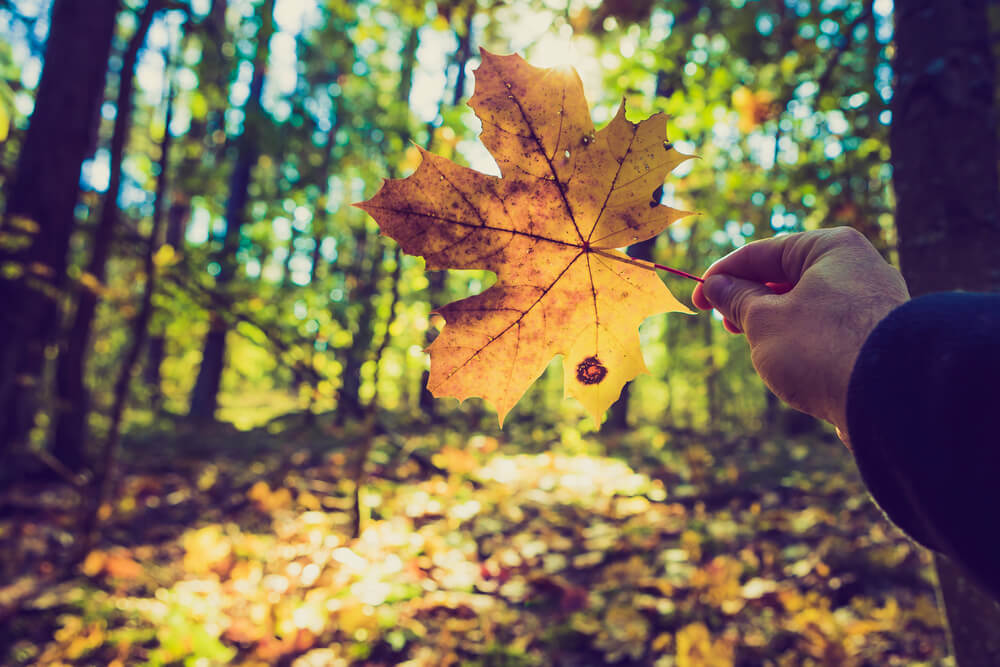 A man participates in fun fall activities with his family, like collecting leaves.