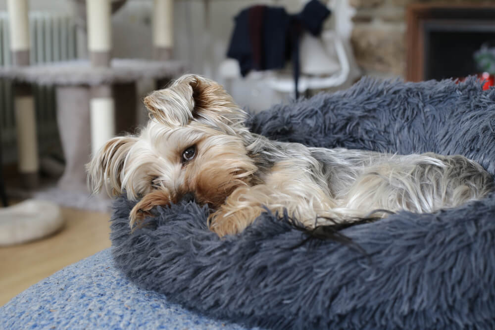 An adorable dog gets cozy in their new pet bed.