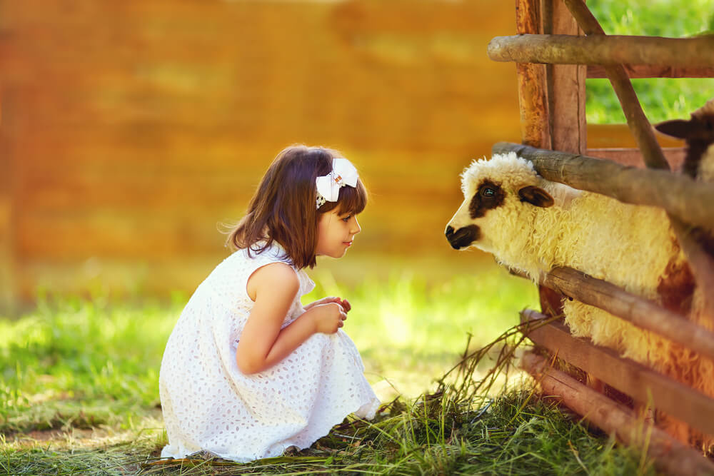 A small girl meets a sheep at a petting zoo while on vacation.