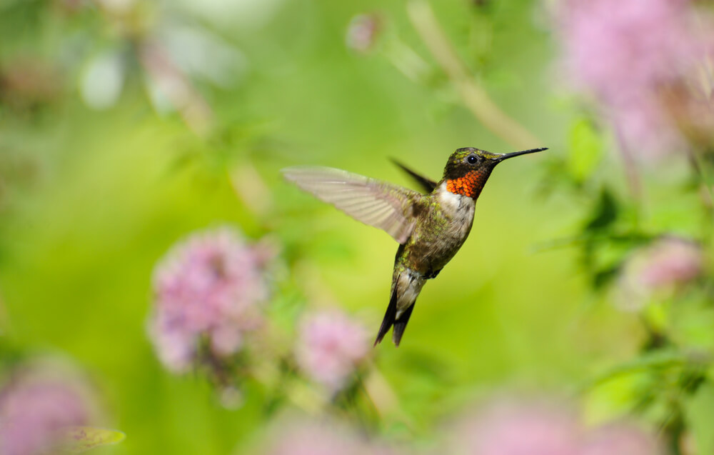 An adorable hummingbird visits a backyard garden.