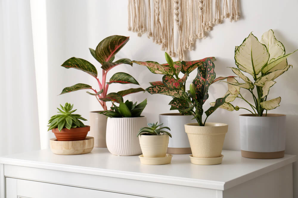 Unique houseplants make great home gifts for friends to express their individuality.