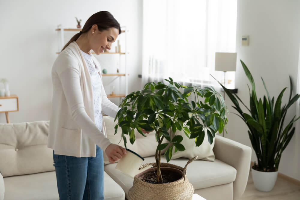 A woman waters the potted plant her husband gave her as an anniversary gift.
