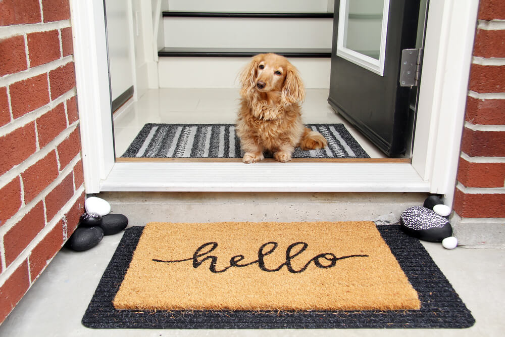 A loving couple’s adorable dog waits in the doorway next to the welcome mat.