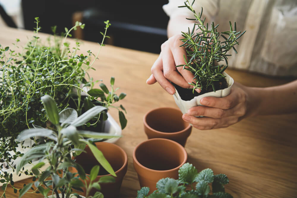 A woman with a green thumb grows a variety of herbs for cooking.