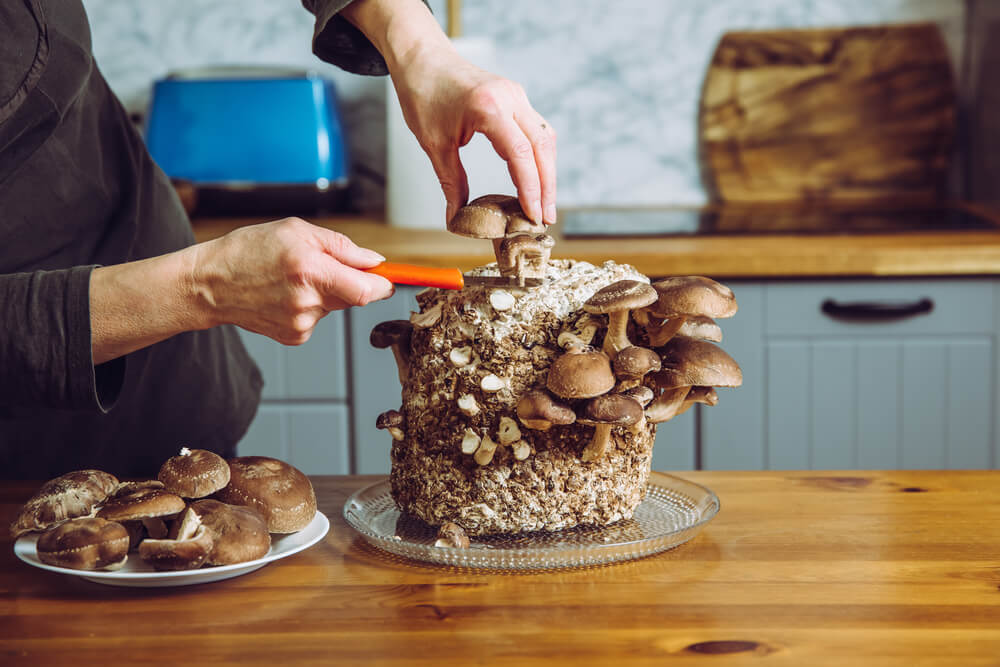 A home cook growing mushrooms in their own kitchen.