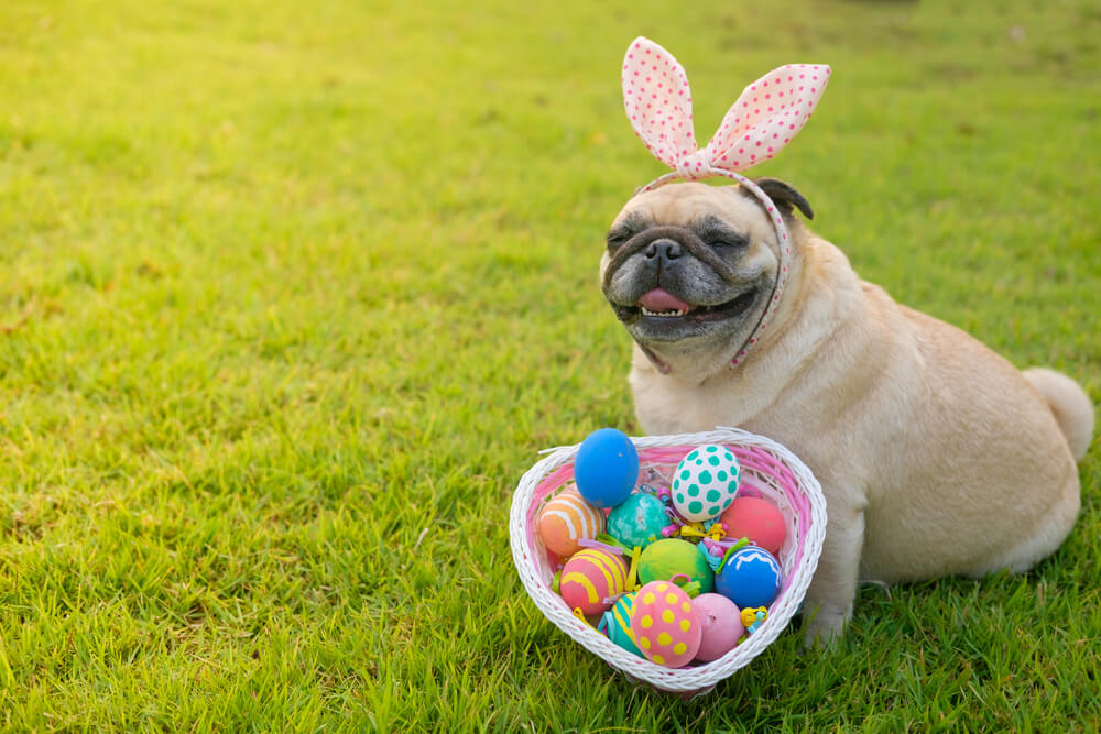 A happy dog receives an Easter basket full of gifts.