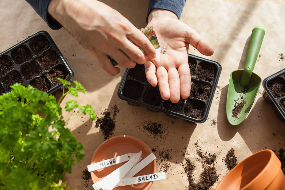 A gardener plants seeds in healthy soil for spring.