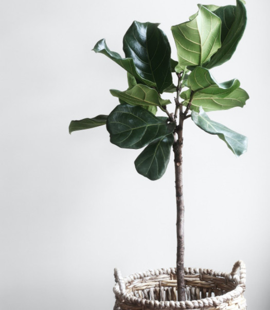 A potted plant makes an uplifting accent piece in a plain living room.