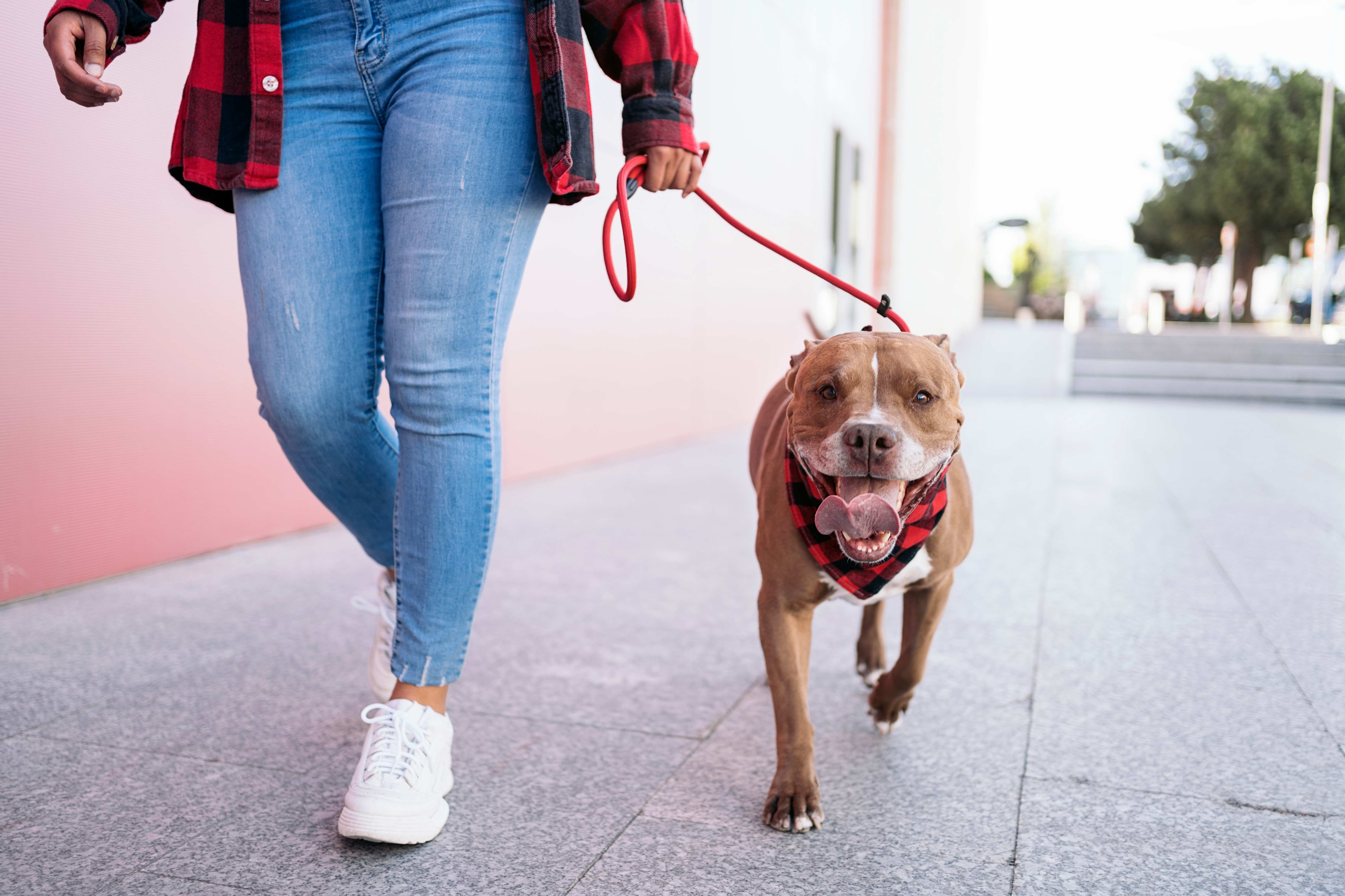 A happy dog wears matching red clothes with its owner for Valentine’s Day.