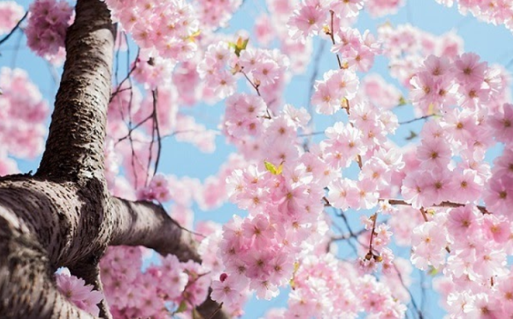 15 Photo Moments You Need to Capture to Welcome Spring