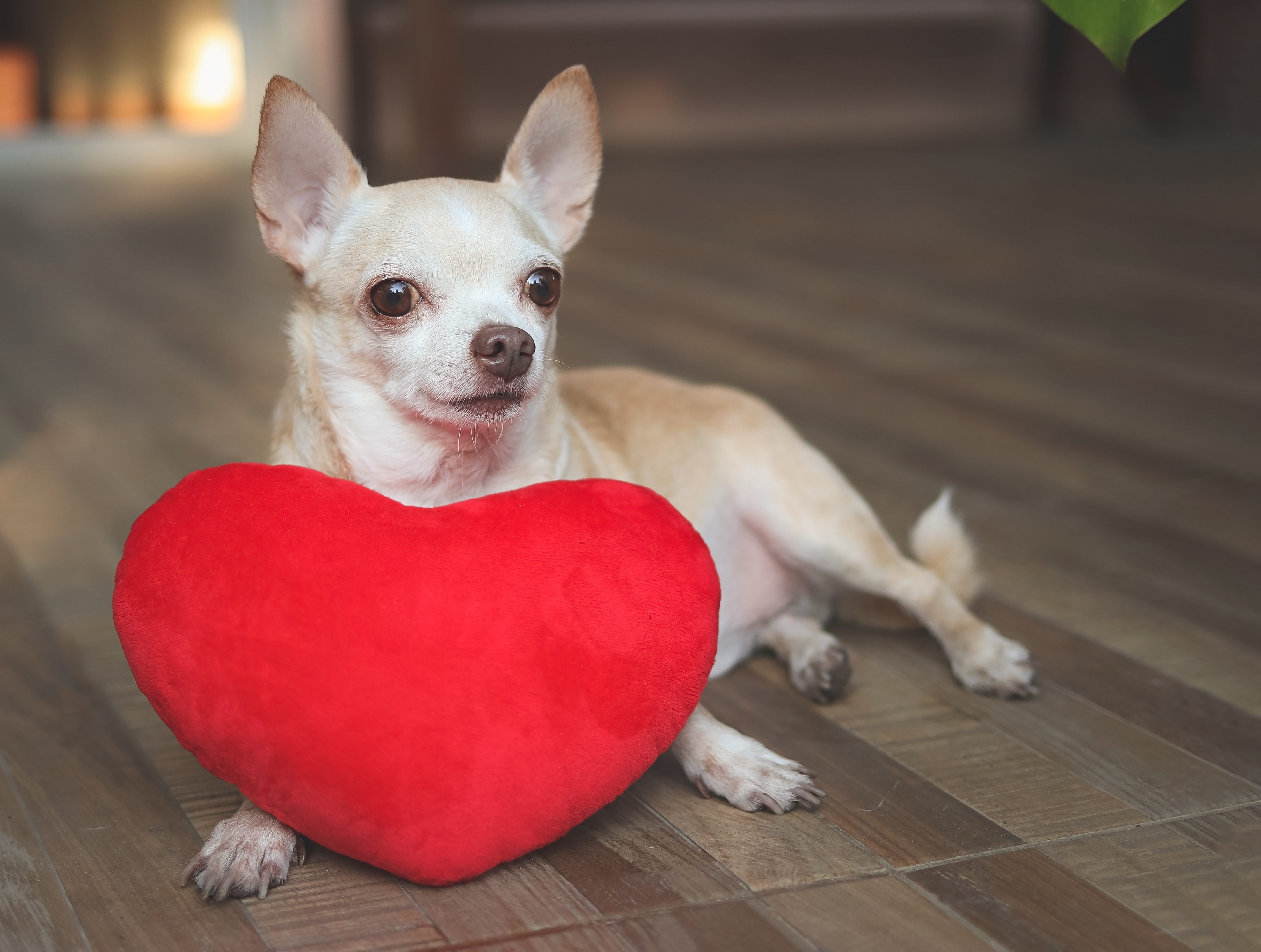A Chihuahua is pampered with a heart-shaped toy on Valentine’s Day. 