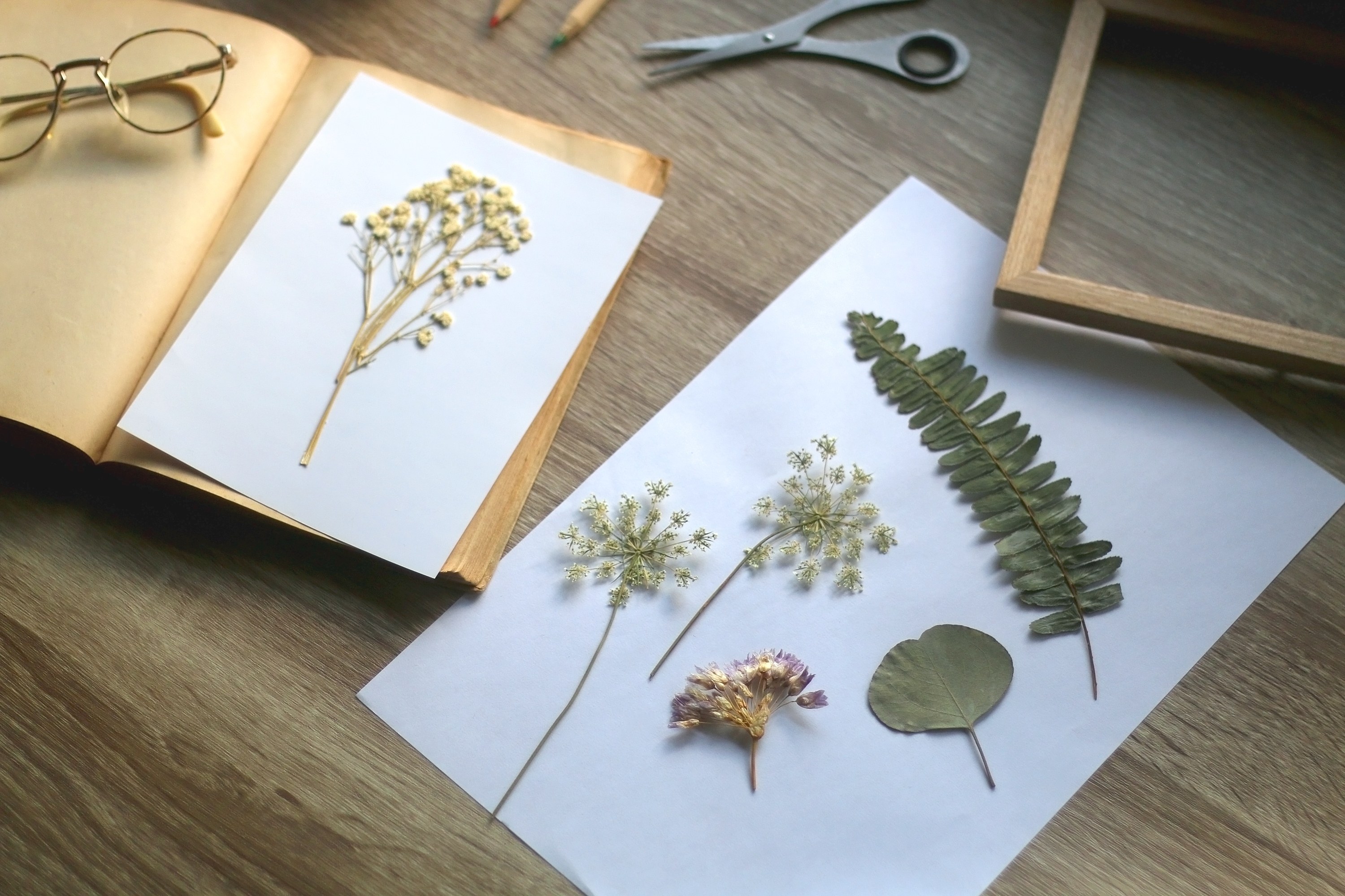 An assortment of pressed flowers for springtime crafting. 