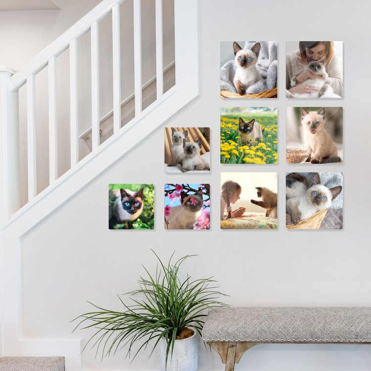 10x10 Cat Set of Glass Tiles with photo inside