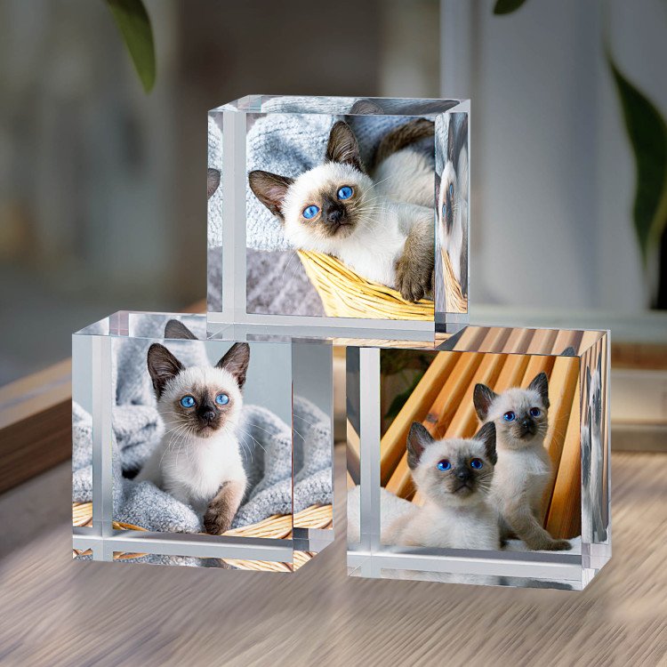 4x4 Cat Set of Acrylic Blocks