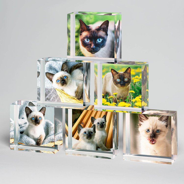 2x2 Cat Set of Acrylic Blocks