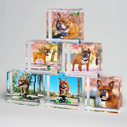 2x2 Dog Set of Acrylic Blocks